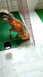 Trợ chiến B12 tăng tốc - tăng bo - tăng lì trên gà