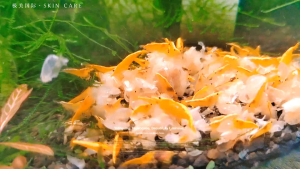 🍀Ready Stock 🍀5pcs Yellow Golden back shrimp Neocaridina shrimp aquarium