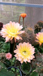 กระบองเพชร cactus ไม้นำเข้าจากยุโรป หน่อเด็ดสด สีใหม่ Echinopsis สีเหลืองตรงกลาง  ขนาดหน่อ 2.5 - 3.2 ซม. ดอกมีขนาดใหญ่ สามารถสกราฟตอสามเหลี่ยม ดอกมาง่ายครับ น่าสะสม