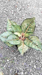 อโกลนีมา ฟอร์จูน  ใบสวยงามเป็นเอกลักษณ์  ไม้มงคล      ไม้ฟอกอากาศ ไซส์ใหญ่ฟอร์มสวย  จัดส่งพร้อมกระถาง 8นิ้ว