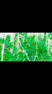 Lem Pulut Burung Super Lengket No Bau Anti Lalat 1 Ons 100 Gram