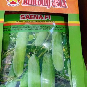 BENIH TIMUN SAENA f1 CAP BINTANG ASIA 20g anti virus