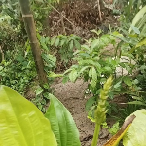 Cây Hoa Bách thủy tiên