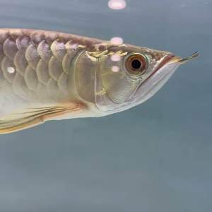 🔥CKH Aquatic🔥 Gold Guard Golden Arowana Tanning Light 3ft 4ft 5ft 6ft