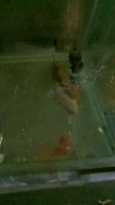 Polypterus teugelsi/客麦隆恐龙王(4.5inci)