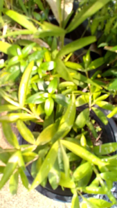 ไผ่ฟิลิปปินส์ในถุงดำ (ไม้แหย่แย้)