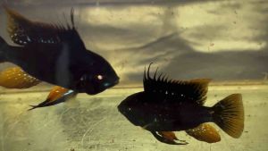 [Pair] Real Black Ram (RAMIREZI) AquaX with D.O.A. *Ship West & East Malaysia* 纯正黑凤凰～Farm Direct Sell