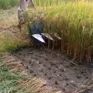 เครื่องพรวนดิน รถไถพรวนดิน ขนาดเล็ก 212cc. KK170GS-3S K-OK POWER|Gasoline Power Tiller ไถพรวนทางการเกษตร เครื่องตัดหญ้ารถเข็น ใช้กันอย่างแพ|คุณภาพดีที่สุด