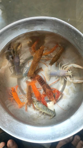 Paket Hemat spesial Lobster 5 EKOR dan 10 EKOR 5 jenis 5 warna berkualitas Lobster Hias aquarium Aquascape