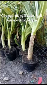 Ngải Uyên Ương (Ngải Tổ) Ngải Xoắn trong chậu nhựa đen lá xanh mọc dày đặc đặt trên nền đất.