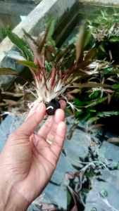 Cryptocorine Backeti Media Wabikusa Tanaman Aquaacape