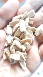 50pcs/pack High Germination Upo Seeds (Bottle Gourd / Calabash Vegetable Binhi)