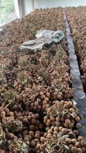 [ 500gr ] VảI Sấy thiều Sấy Khô Bắc Giang loại 1 ( SX T6.2025 ) Đóng gói túi vuông sang trọng