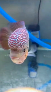 KML Flowerhorn