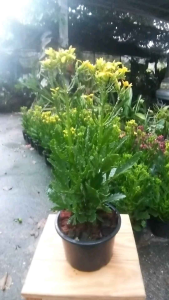 กุหลาบหินเหลืองมาเลย์ 30-40 ชม ส่งต้นใหญ่ พร้อมดอก