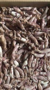 Ikan Cumi Sotong 1kg
