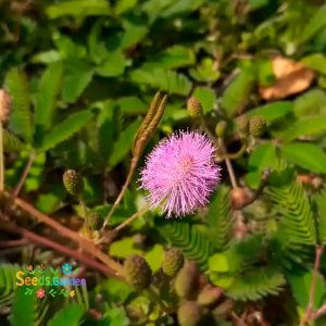 20 BUTIR BIJI/BENIH BUNGA PUTRI MALU | MIMOSA PUDICA