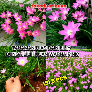 5 Biji Tanaman Hias RAIN LILIY BUNGA LILI HUJAN