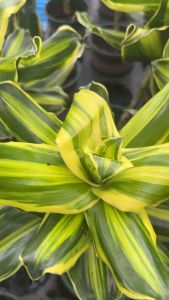 #วาสนาอธิษฐานด่างเหลือง (Dracaena fragrans ‘Golden Coast’) หรือที่นิยมเรียกกันว่า #ต้นวาสนาใบด่าง ค่ะ แบบต้นเดียว #ต้นนี้นิยมปลูกเพื่อเสริมมงคล เพราะชื่อ #วาสนา” #เชื่อกันว่าเสริมโชคลาภและความสำเร็จค่ะ 😊🌿  ลักษณะเด่น:  • ใบเรียวยาว ปลายแหลม สีเขียวเข้มม