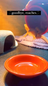 tepung sotong ori ginal pakan hewan kura kura reptil gecko burung ikan bagus untuk ternak dan suplemen penambah kalsium penguat telur dan penguat jumlah tetasan telur menghindari anakan dari cacak fisik karena kekurangan kalsium