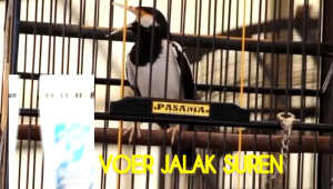 VOER JALAK SUREN PAKAN BERGIZI TINGGI UNTUK BURUNG JALAK