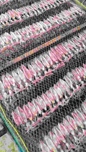 ปลาหมึกแห้ง หมึกแพ(ไม่ไข่) ครึ่งกิโล ปลาหมึกเรียงแพไม่ไข่ ส่งตรงจากปราณบุรี