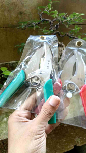 Gunting khusus cangkok stainless