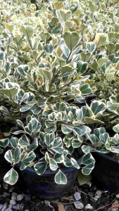 ไทรสาริกาด่าง กระถาง 11 นิ้ว ต้นสวยและแข็งแรง (กทม)