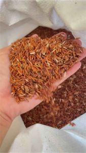 ข้าวสังข์หยดพัทลุง 500 กรัม แพคสุญญากาศ แบบกล้อง/ซ้อมมือ