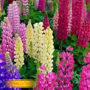 [Virladia Seeds] 40 Biji Benih Bunga Lupin Mix Color