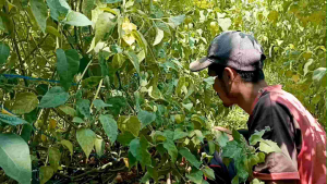 Buah ciplukan 1 ons murah dari bandung kaya akan manfaat langsung dari kebun