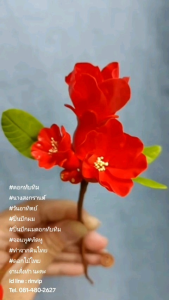 ดอกทับทิม นางสงกรานต์ วันอาทิตย์ ช่อดอกทับทิม ทัดหู จอนหู ทำจากดินไทย ช่อละ 290 บ.