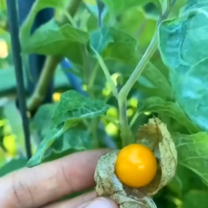 (KEMASAN PREMIUM) BIJI | BENIH TANAMAN CIPLUKAN KUNING ( isi -+500 Butir)