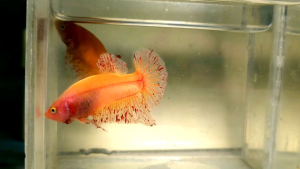 Solid Yellow Vanda Halfmoon Plakat HMPK Betta Fish / Ikan Laga/ 斗鱼 (Not random fish）16