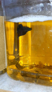 Wild betta smaragdina guitar blue green pair ready breed saiz M to L / ikan laga / fighter fish random pick