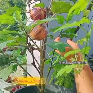 [Virladia Seeds] Biji Benih Terong Violetta Di Firenze