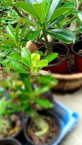 Small Size Garden Desert Rose Plant Adenium Obesum Anak Pokok Bunga Kemboja 沙漠玫瑰 富贵花苗