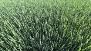 Phân Bón Hữu Cơ ROOT 2 Chai 500ml Ra Rễ Cực Mạnh Xanh Cây Tốt Lá