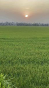 Thuốc sát trùng sâu đục thân rầy dạng hạt rải gốc