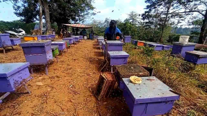 Beeswax Lilin Lebah murni tanpa campuran - food grade & cosmetic grade