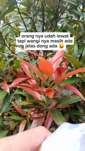 Parfum Tetes 30ML Beli 1 Dapat 6 Non Alkohol Gift Series Parfum Tahan Lama Pria Wanita