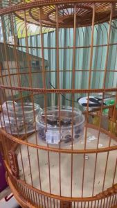 Combo 5 cóng đựng gián đất cào cào…đường kính 9cm