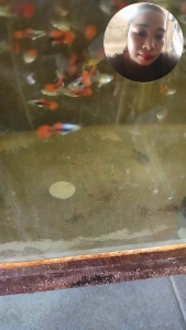 Pdert Guppy Pair Red and Silver Fish Aquarium Pet Fish