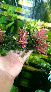Tanaman air akuarium bervarian mos pelia hiasan akuarium