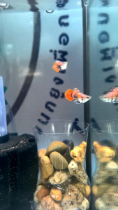GUPPY PINK MAGETA SUPER SHORT BODY ( QUALITY GUARANTEE)
