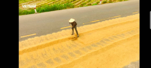 Lúa thóc cho gà vịt chim