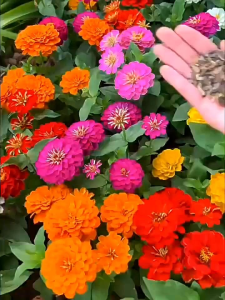 🌱10 Biji Benih🌱Zinnia Flower 百日草种子