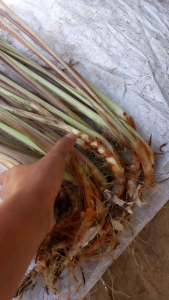 Sereh Wangi Super Harum 1Kg ( Bibit Dan Batang ) | Serai Wangi | Serai Merah