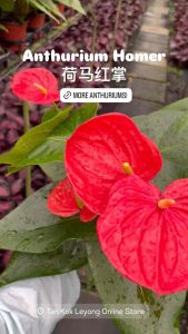TKL - Anthurium Homer/JingHong/Minnesota/Red Fuxing/Felicita 荷马/惊鸿/明尼苏达/福星/西塔