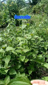 ใบสาบเสือ*แก้ผมหงอก ผมดกดำ....100 ใบ...เก็บสดตามออเดอร์